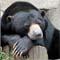BoredBear